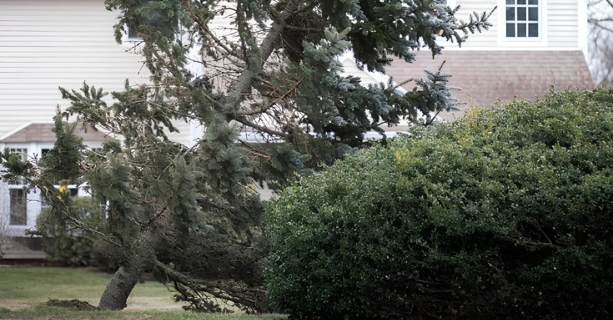 Toppled evergreen leaning across a hedge in a front yard beside a house, its trunk snapped at the base