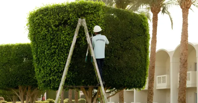 Alvarado Landscaping trimming and removing overgrown shrubs in Fredericksburg, Virginia