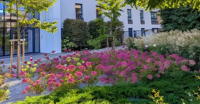 Planted bed of pink hydrangeas and ornamental grasses in front of a modern apartment building