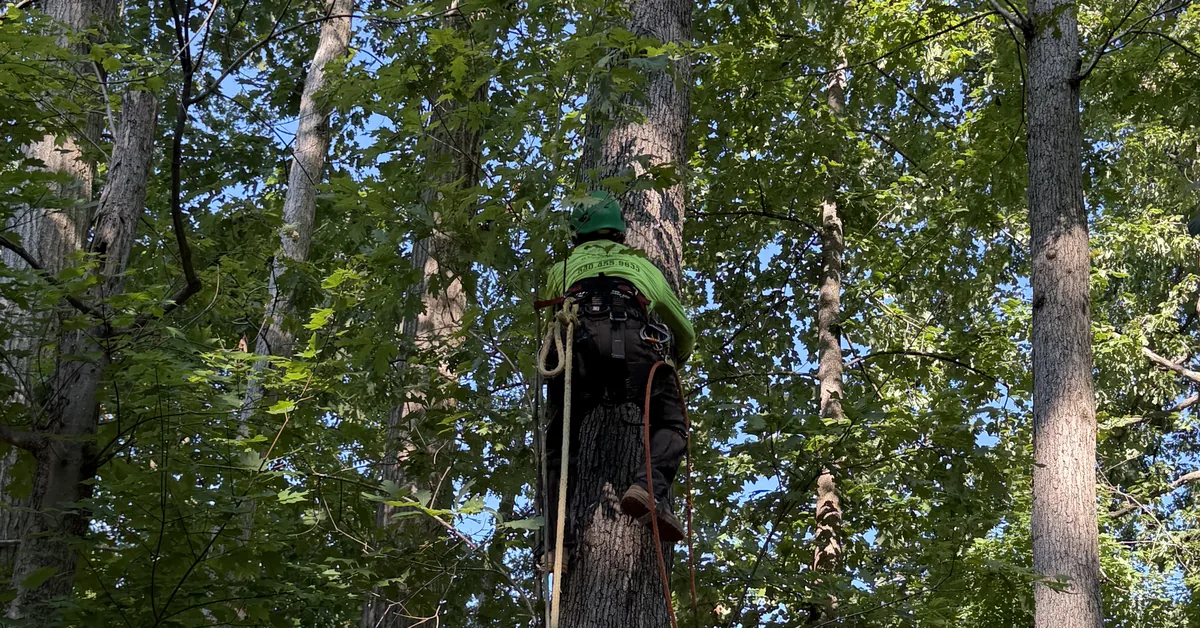 A climber in a harness ascends high into a tall tree trunk, rope hanging below, working among the forest canopy.