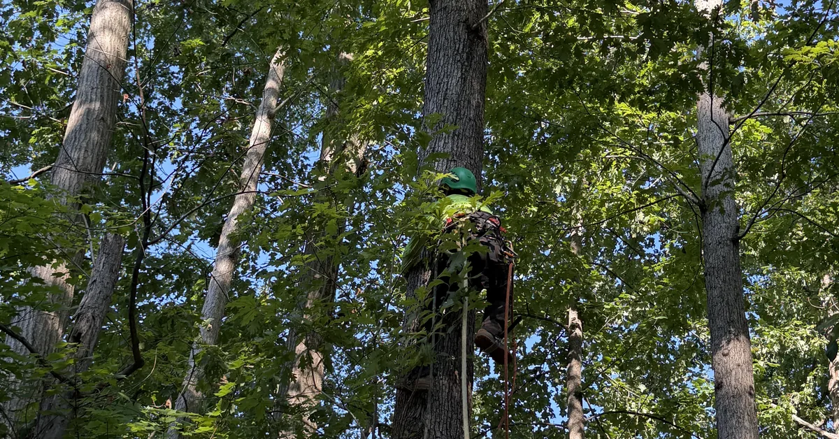 A climber ascends high into a tall tree's canopy, secured by a harness and rope, framed from below against blue sky.
