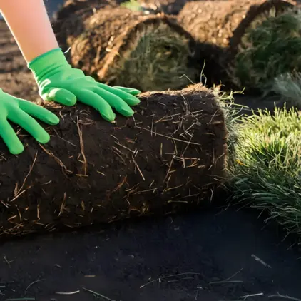 Gloved hands unrolling a strip of sod onto prepared soil next to freshly laid turf