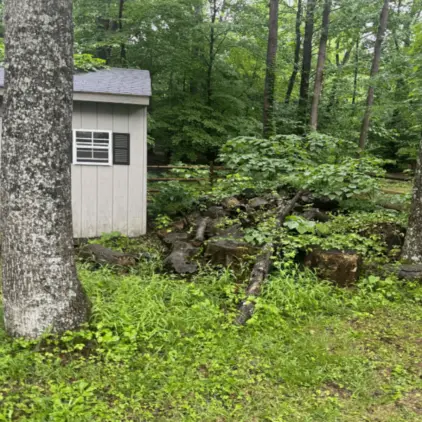Cut logs and stumps piled along a wooded property line beside a small garden shed