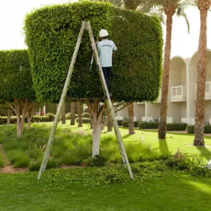 Worker on a stepladder shaping a large squared hedge, with palms and a building behind